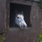 Connemara Pony Park Sarah returns to the West
