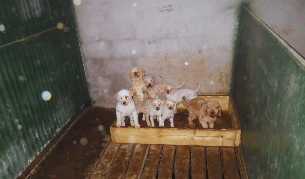 Illegal puppy farm in Armagh